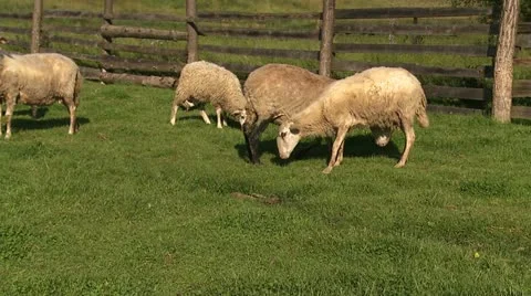 Sheep eat 1 Stock-Footage 22251665