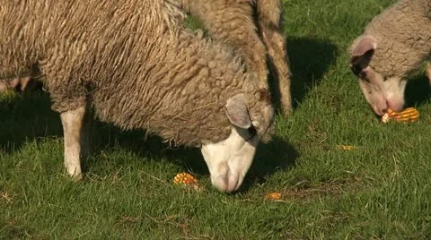 Sheep eat 2 Stock-Footage 22315865