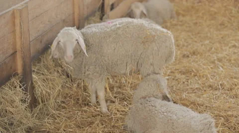 Sheep eat in the barn Stock Footage 64553369