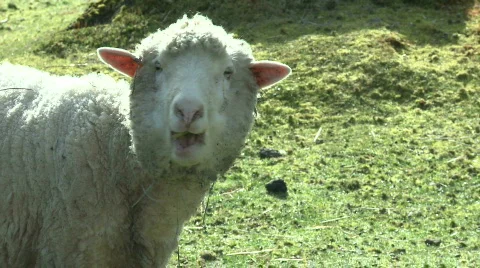 Sheep eat to camera Video stock 685374