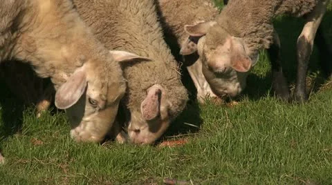 Sheep eat corn Stock-Footage 22317067