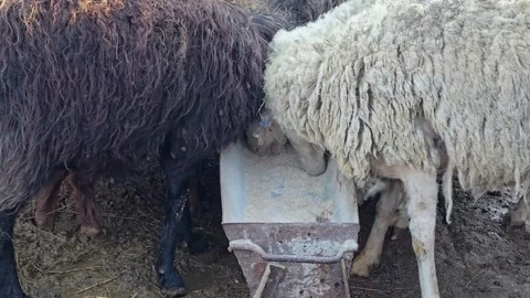 Sheep eat feed from a trough on a farm. Stock Footage 331138863