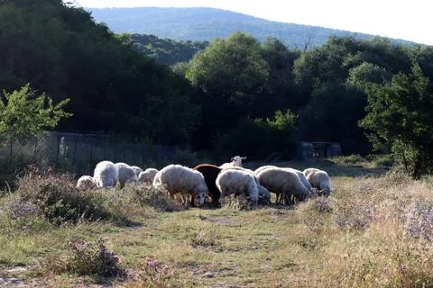 Sheep eat grass in the field Stock Photos