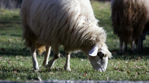 Sheep eat grass Stock Footage 34101623