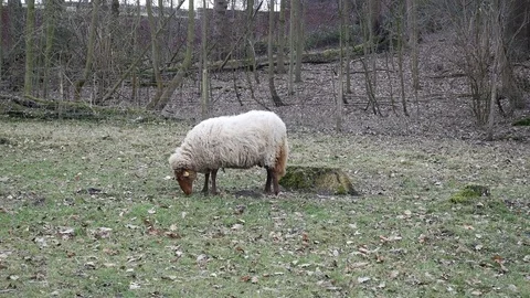Sheep eat grass Stock Footage 72687197