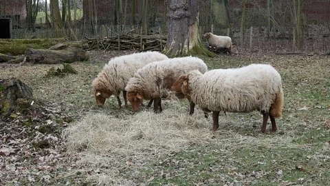 Sheep eat grass Stock Footage 72687377