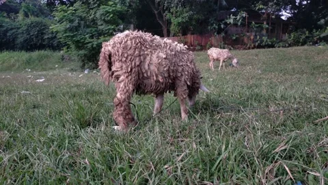 Sheep eat grass Stock Footage 209671429