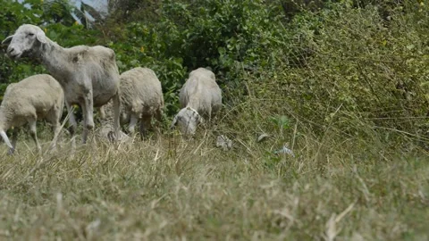 Sheep eat grass Stock Footage 212546464