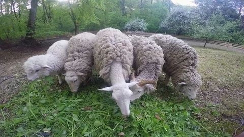 Sheep eat grass on the lawn Stock Footage 88883953