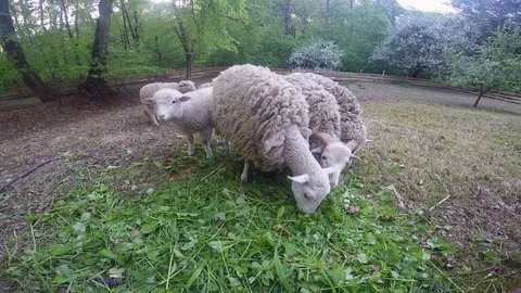 Sheep eat grass on the lawn Stock Footage 88884085