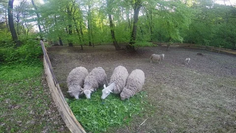 Sheep eat grass on the lawn Stock Footage 88884191