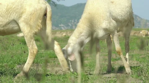 Sheep eat grass in Ninh Thuan Stock Footage 153661997