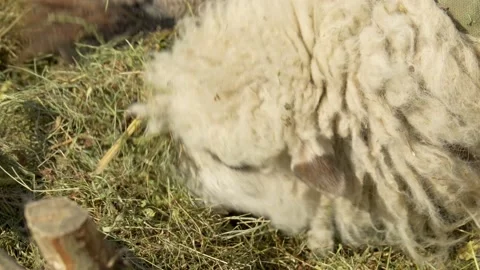 Sheep eat grass in a paddock. Sheep farm. Stock Footage 175750113