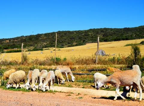 Sheep eat grass Stock Photos