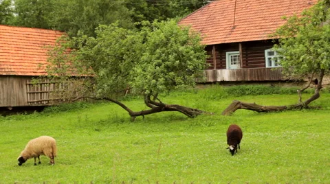 Sheep eat grass in the yard Stock-Footage 43114320