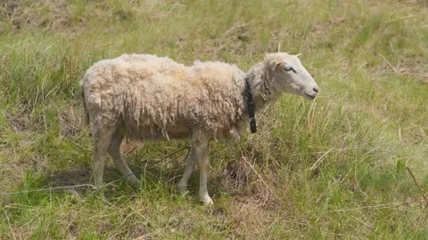 Sheep eat grass. A young sheep eats grass in a field. Sheep in the countryside. Video stock 195534080