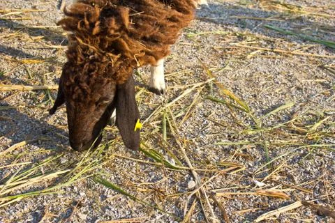 Sheep eat grass5 Foto stock