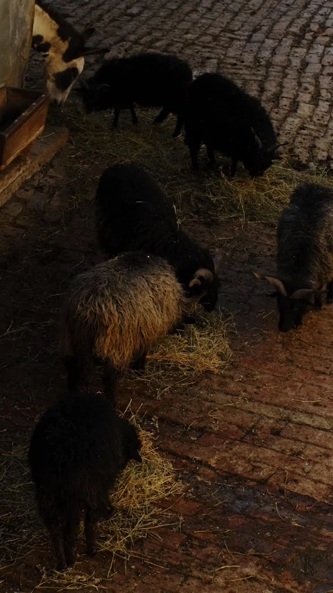 Sheep eat hay on a brick ground inside a zoo enclosure, forming a small group Stock Footage 325741294