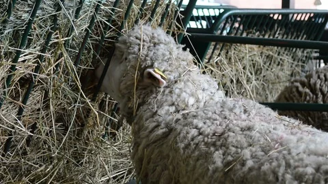 The sheep eat a hay in the stable Stock Footage 90743964