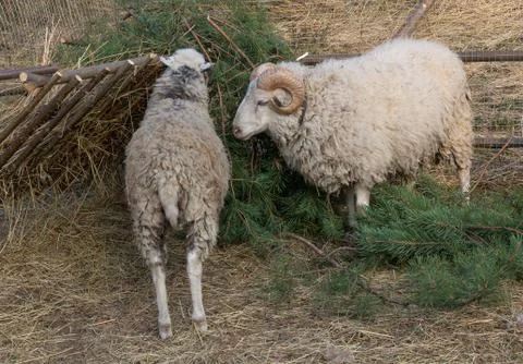 Sheep eat a pine tree in the paddock. Farm animals Stock Photos