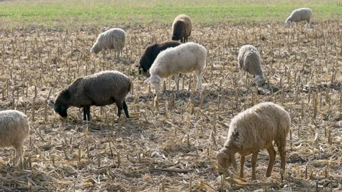 Sheep eat straw on the field Stock Footage 148292042