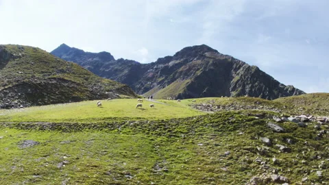 Sheep Eating in the Alps Stock Footage 141100691
