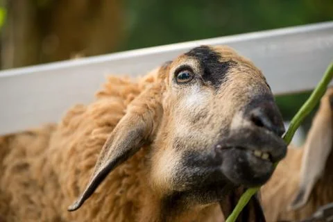 Sheep eating beans Stock Photos