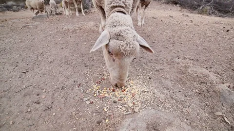 Sheep eating corn fodder and cereals. Organic food. Organic meat. Stock Footage 116653884