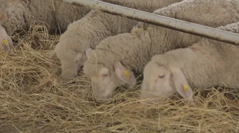 Sheep eating dry grass inside the farm Stock Footage 64553160