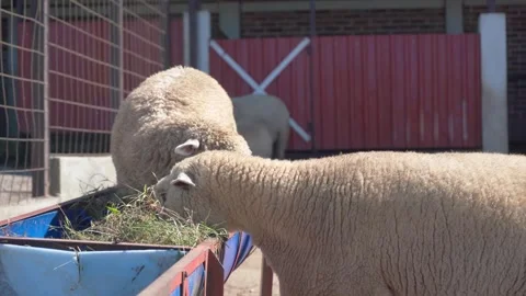 Sheep Eating on the Farm Stock Footage 293667516