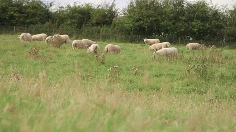 Sheep eating on field Vidéo 143735456