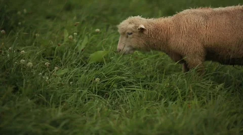 Sheep Eating 動画素材 594261