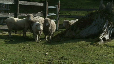 Sheep Eating Video stock 685458