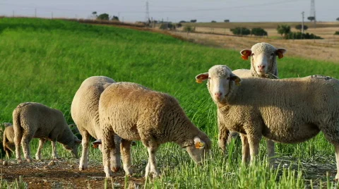 Sheep eating Stock Footage 826641