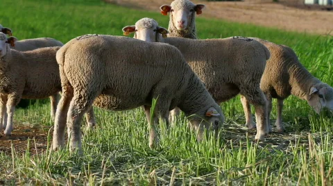 Sheep eating Stock Footage 826762