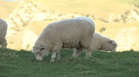 Sheep eating Stock Footage 7337401