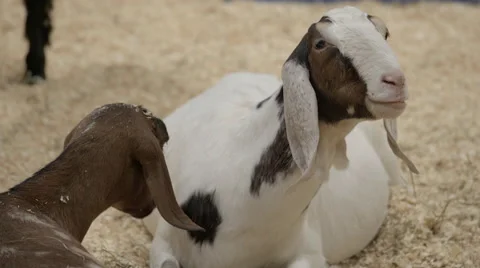 Sheep eating Stock Footage 57253883