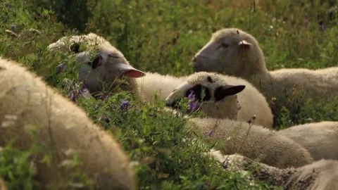 Sheep eating Stock Footage 89656953