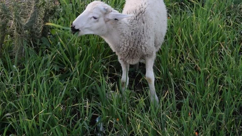 Sheep eating Stock Footage 123957667