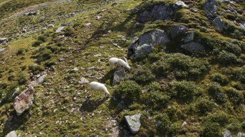 Sheep Eating Stock Footage 141100091