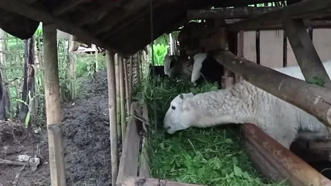 Sheep Eating Stock Footage 234064822