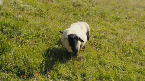 Sheep eating Stock Footage 318792756