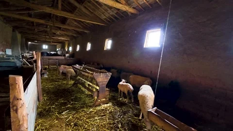 Sheep Eating Fresh Hay Inside Old Wooden Barn Interior Stock Footage 340299630