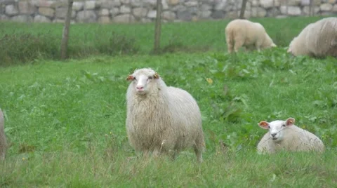 Sheep eating gras. 4 different shots. Stock Footage 41878037