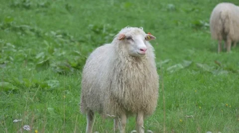 Sheep eating gras. 4 different shots in 4K Stockbeeldmateriaal 41878433