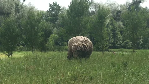 Sheep eating grass 4k Stock Footage 156603697