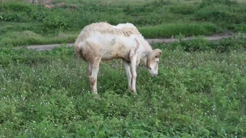 Sheep Eating Grass and Wild Flowers Stock Footage 238409211