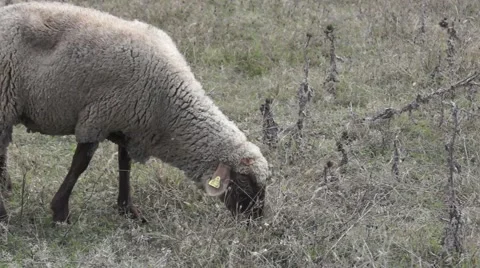 Sheep eating grass, dumb looking face Stock Footage 43320751