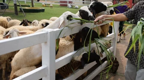 Sheep eating grass in the farm Stock Footage 50554350