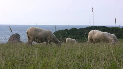 Sheep eating grass in a field Stock Footage 8507585
